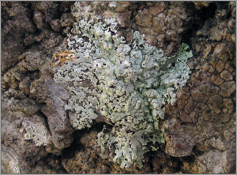 Physcia tribacioides