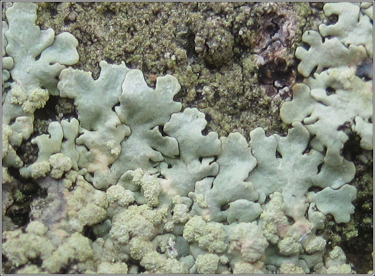 Physcia tribacioides