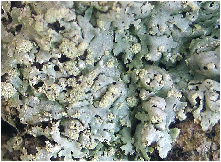 Physcia tribacioides