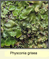 Physconia grisea