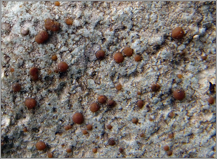 Protoblastenia calva