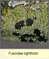 Fuscidea lightfootii