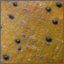 Arthopyrenia analepta