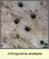 Arthopyrenia analepta