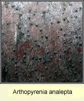 Arthopyrenia analepta