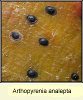 Arthopyrenia analepta