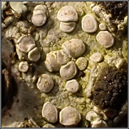 Lecanora albella