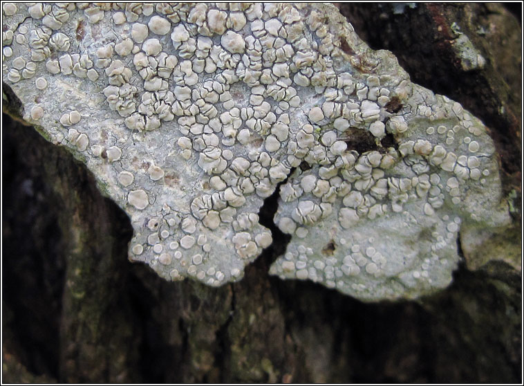 Lecanora albella