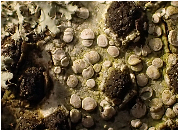 Lecanora albella