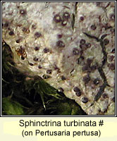 Sphinctrina turbinata