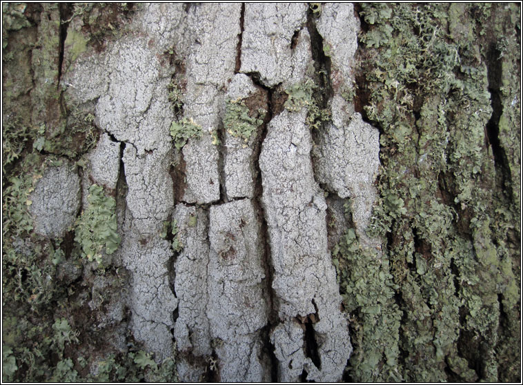 Pertusaria amara