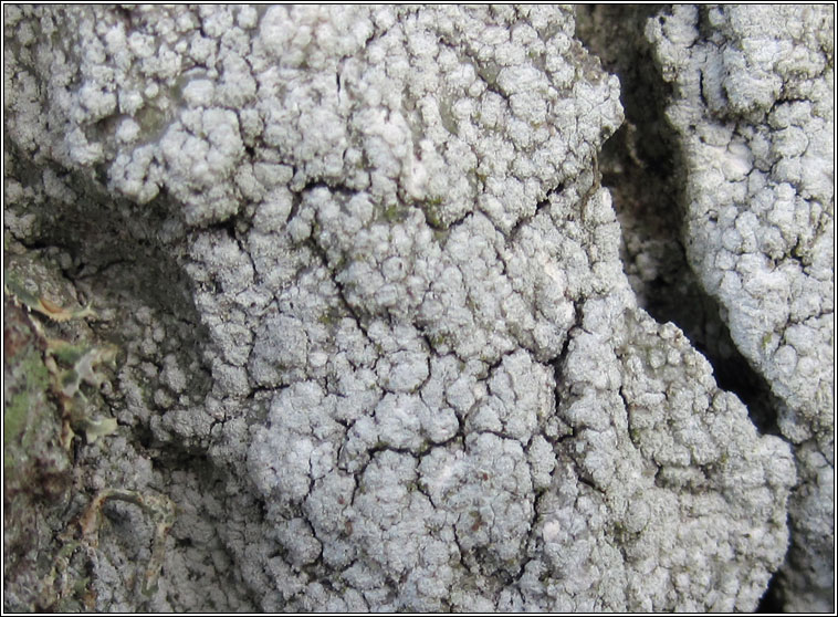 Pertusaria amara