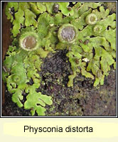 Physconia distorta