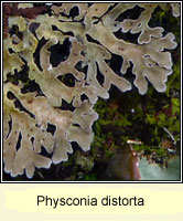 Physconia distorta