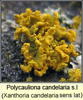 Polycauliona candelaria (Xanthoria candelaria)