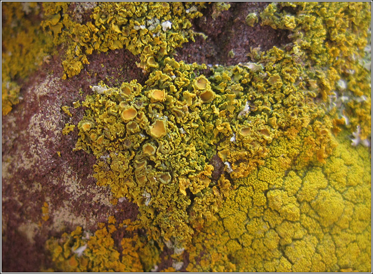 Xanthoria candelaria