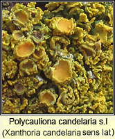 Polycauliona candelaria (Xanthoria candelaria)