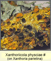 Xanthoriicola physciae