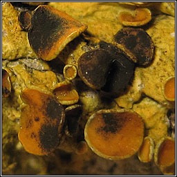 Xanthoriicola physciae