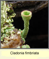 Cladonia fimbriata