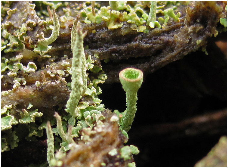 Cladonia fimbriata