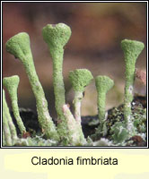 Cladonia fimbriata