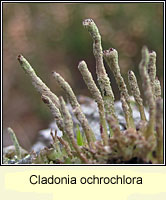 Cladonia ochrochlora