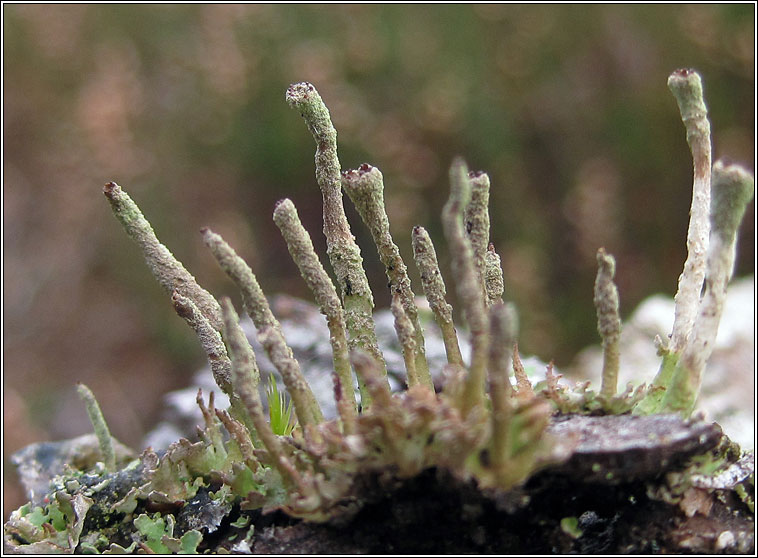 Cladonia ochrochlora