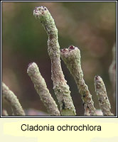 Cladonia ochrochlora