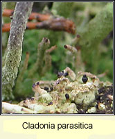 Cladonia parasitica