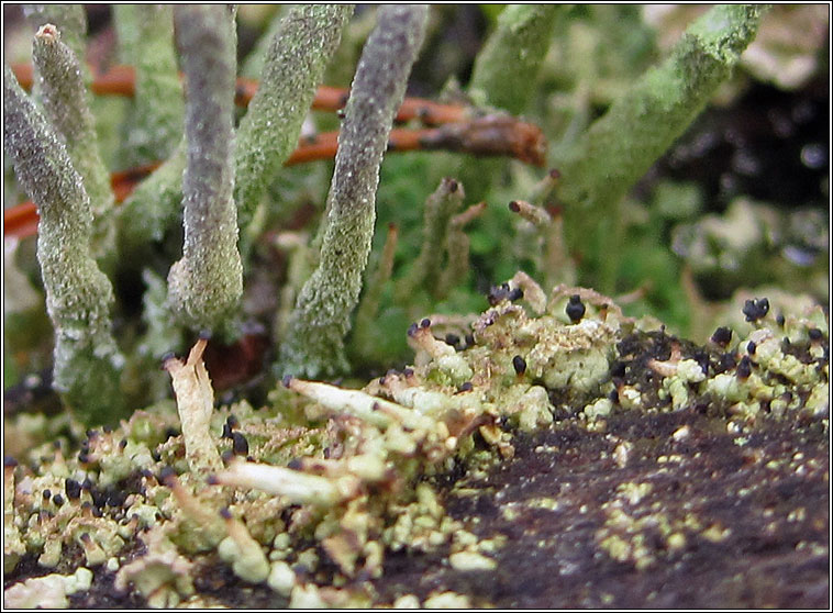 Cladonia parasitica