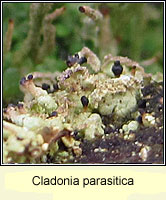 Cladonia parasitica