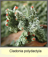 Cladonia polydactyla