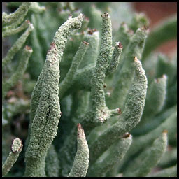 Cladonia polydactyla