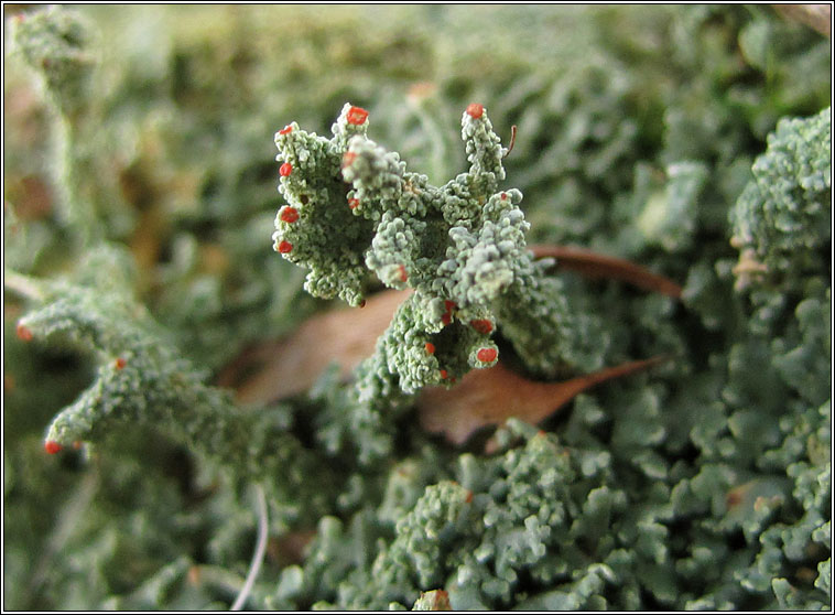 Cladonia polydactyla