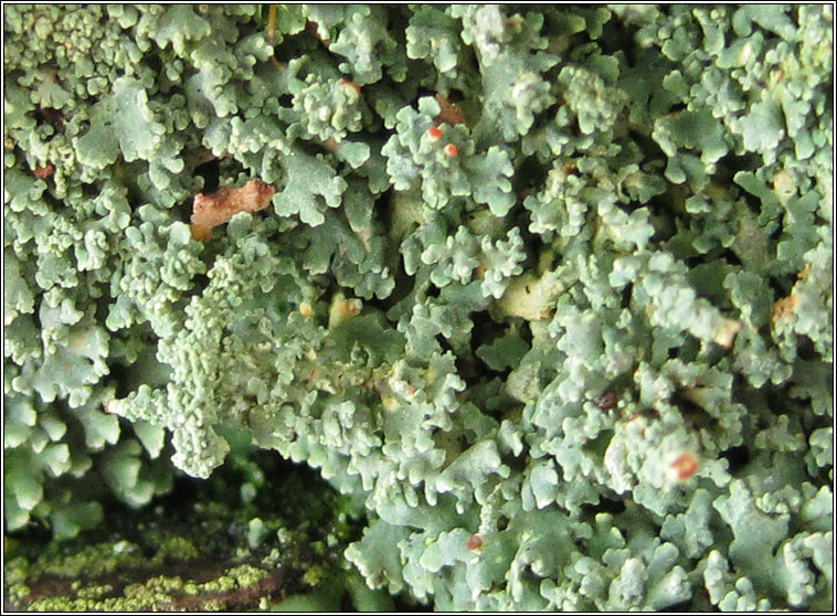 Cladonia polydactyla