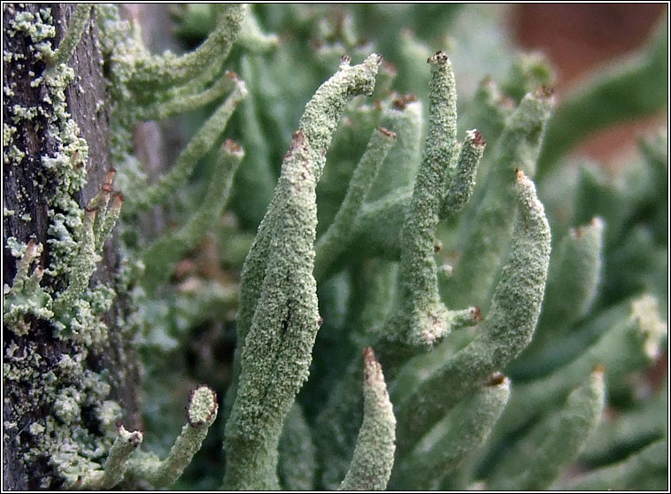 Cladonia polydactyla