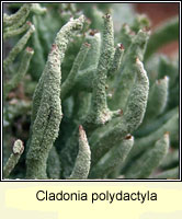 Cladonia polydactyla