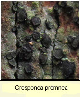 Cresponea premnea