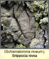 Snippocia nivea (Schismatomma niveum)