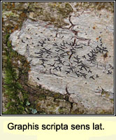 Graphis scripta