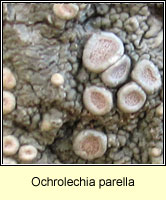 Ochrolechia parella