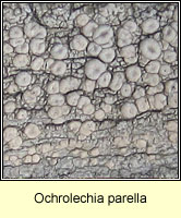 Ochrolechia parella