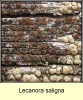 Lecanora saligna