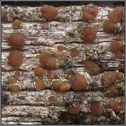 Lecanora saligna 