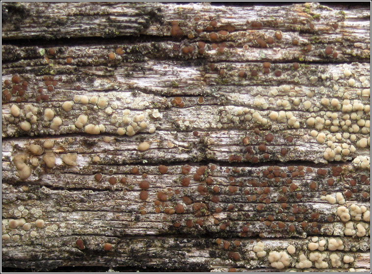 Lecanora saligna