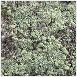 Lecanora orosthea