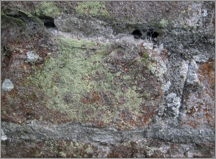 Lecanora orosthea