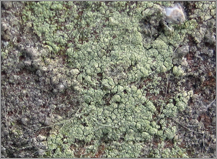 Lecanora orosthea