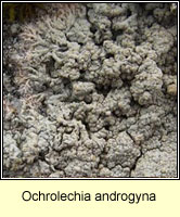 Ochrolechia androgyna